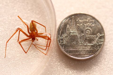 a mediterranean recluse spider embalmed in water during the