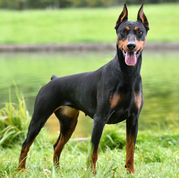 medium dog breeds german pinscher