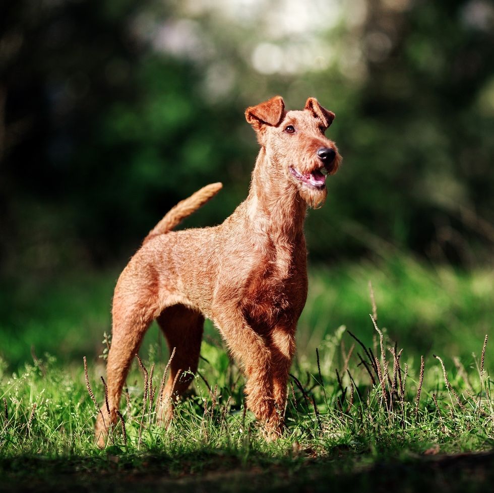 medium dog breeds irish terrier