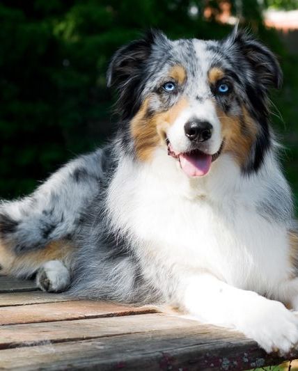 40 Best Medium Sized Dogs 2024 - Medium Sized Dog Breeds