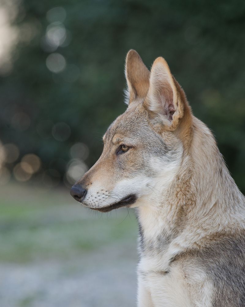 medium dogs czechoslovakian wolfdog