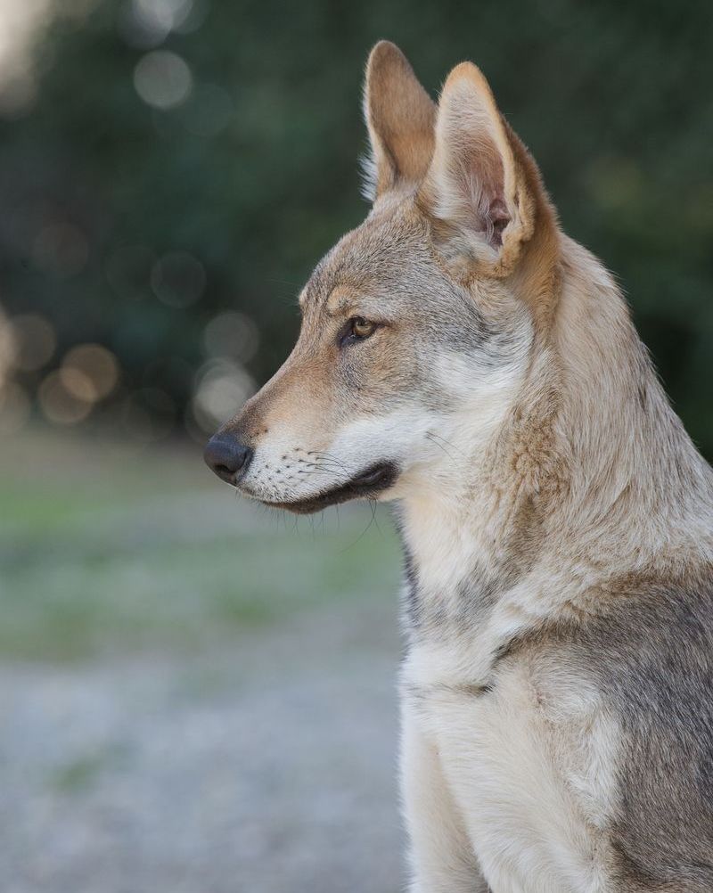 medium dogs czechoslovakian wolfdog