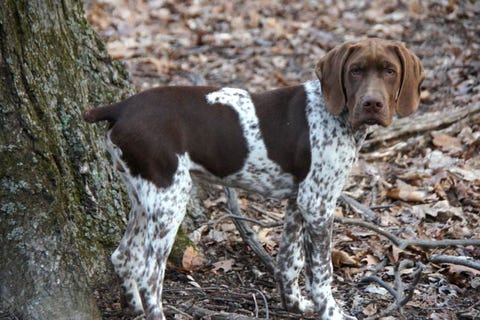 can a bohemian shepherd and a portuguese pointer be friends