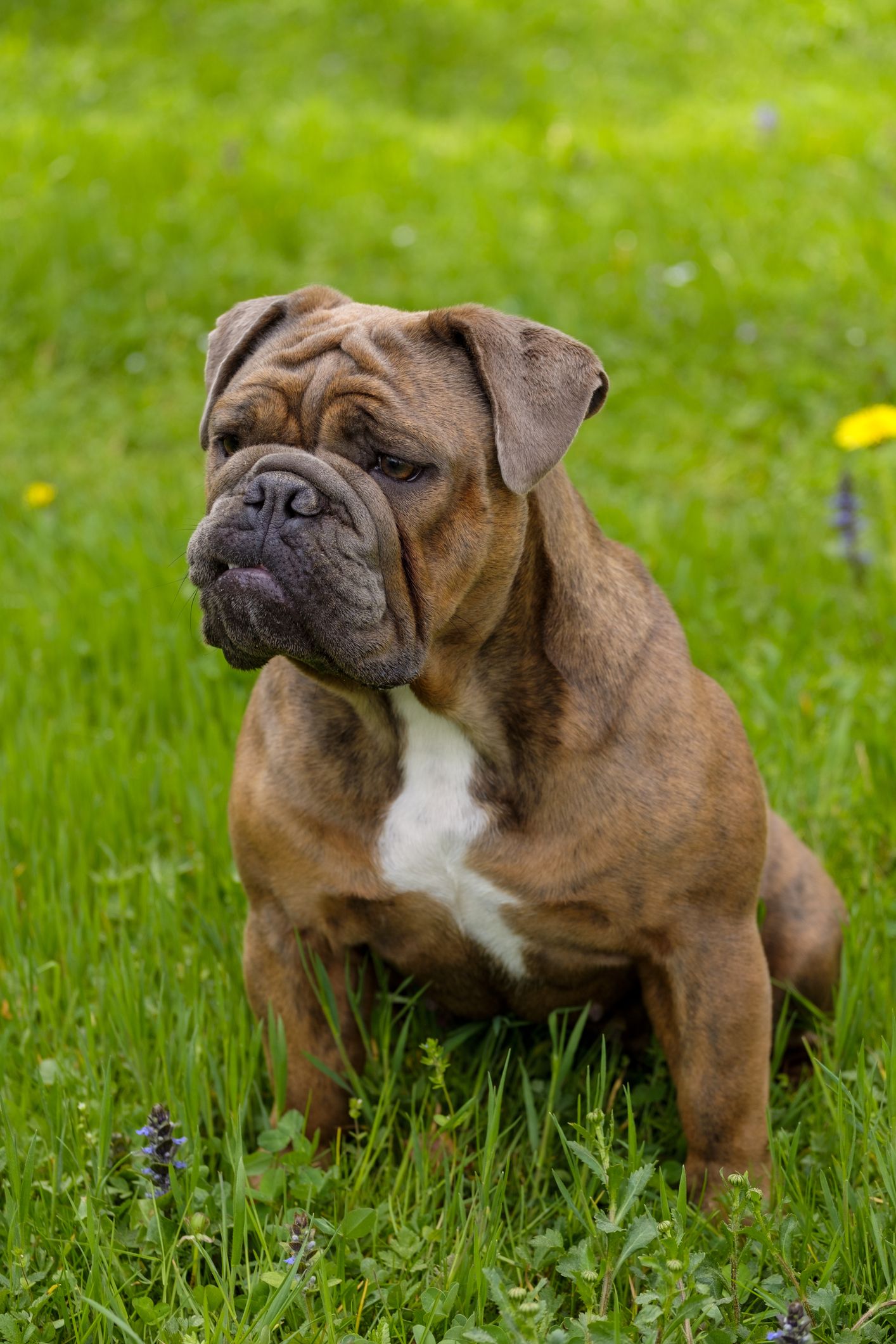 40 Best Medium Sized Dog Breeds for Your Family