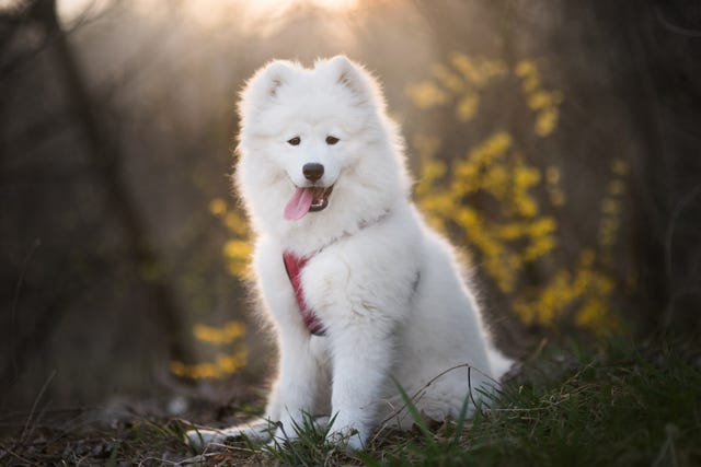 40 Best Medium Sized Dog Breeds for Your Family