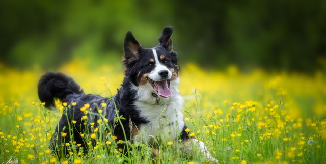 40 Best Medium Sized Dog Breeds for Your Family
