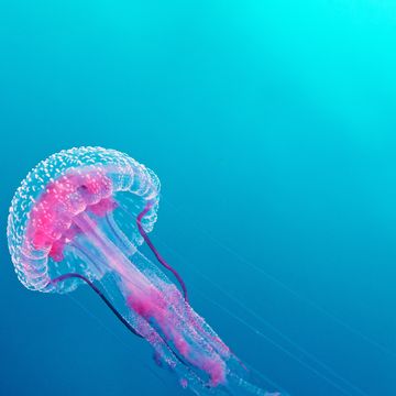 medusa luminosa pelagia noctiluca mediterraneo