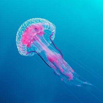 medusa luminosa pelagia noctiluca mediterraneo