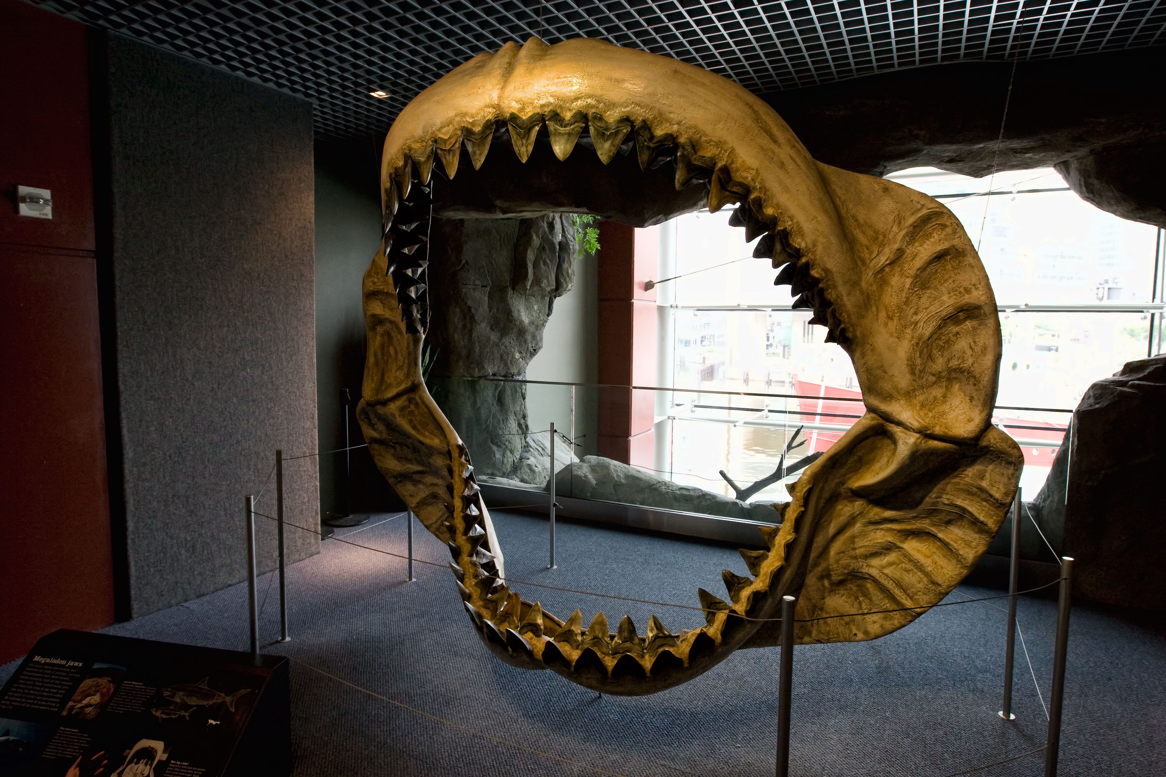 AMNH Souvenir Shark Magnet