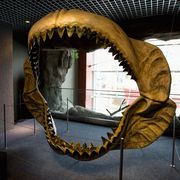 Jaw, Museum, Tourist attraction, 