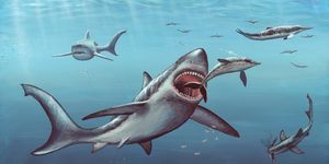 Megalodon prehistoric shark, artwork