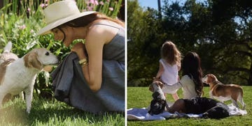 a woman interacts with a dog in a garden setting while another scene features children and dogs on a lawn