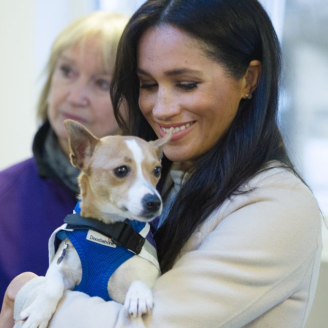 meghan markle mayhew dog foreword annual report rescue
