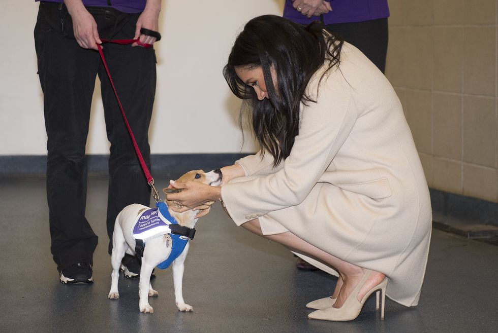 meghan markle dog The Duchess Of Sussex Visits Mayhew