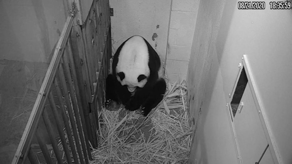 Reuzenpanda Mei Xiang buigt zich over haar pasgeboren jong op deze foto die werd genomen met de livepandacamera van de dierentuin