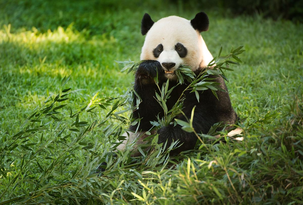 Reuzenpanda Mei Xiang die op 21 augustus beviel van een jong eet bamboe in de National Zoo in Washington op een foto uit 2016