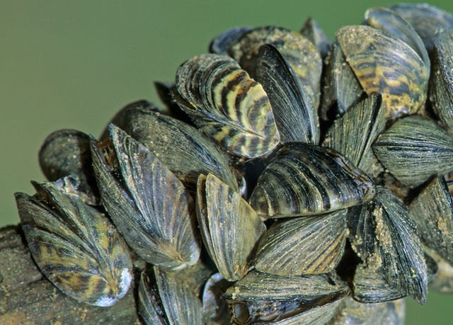 varios ejemplares de mejillones cebra