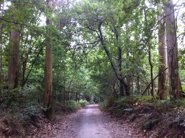 camino de santiago primitivo