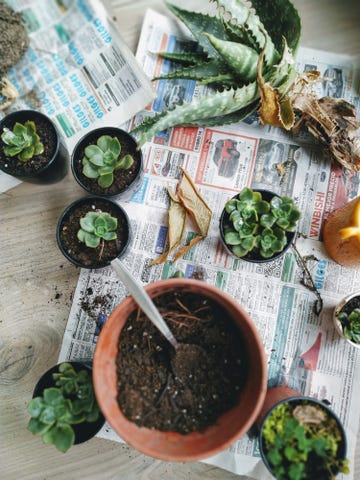 Il Ficus Benjamin perde le foglie? Ecco cosa fare - Vivaio Scariot