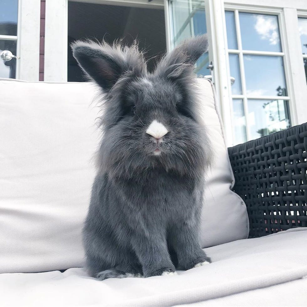 melvin the bunny - animals to follow on instagram