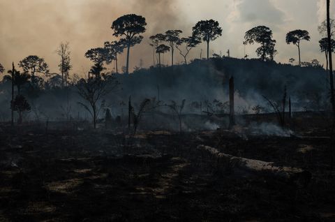 a forest in the amazon decimated by wildfires