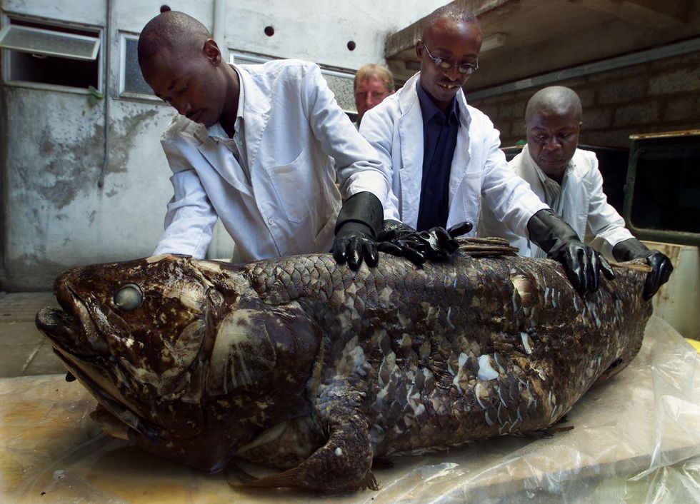 a coelacanth that was caught by a fisherman in malindi, kenya in april 2001 this specimen measured nearly six feet in length and weighed 170 pounds﻿