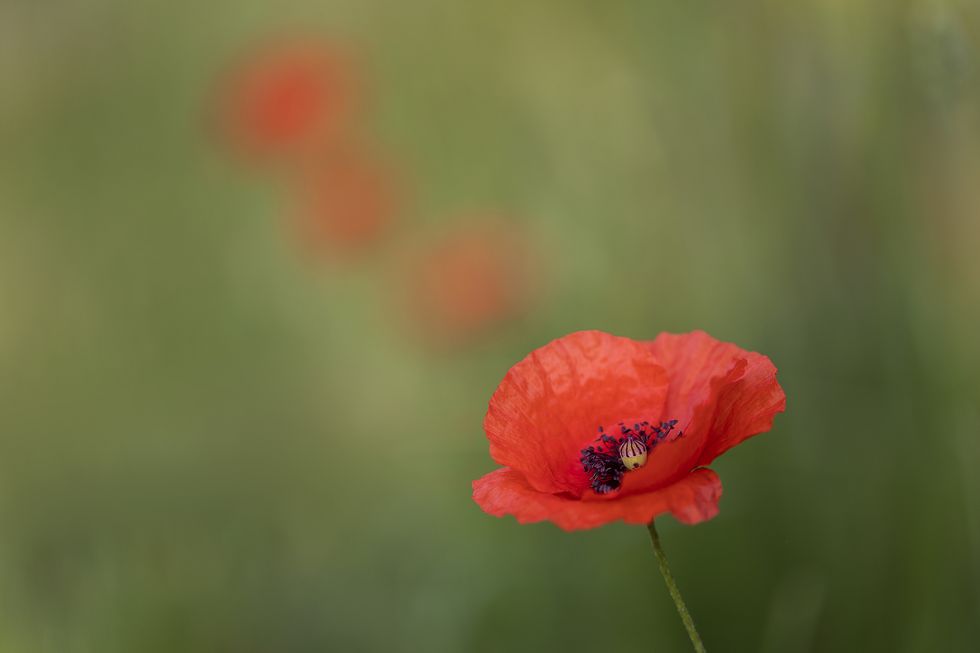 Poppy Flower — Symbolism of Red Poppies