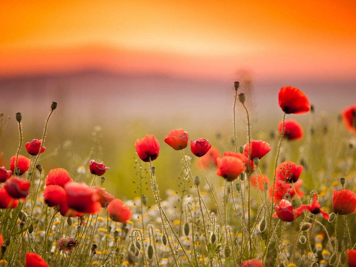 Just in time for Remembrance Day the most beautiful poppy field  photographs