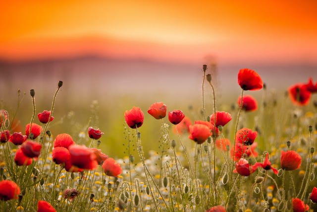 Make Red Poppies for Memorial Day - 100 Directions