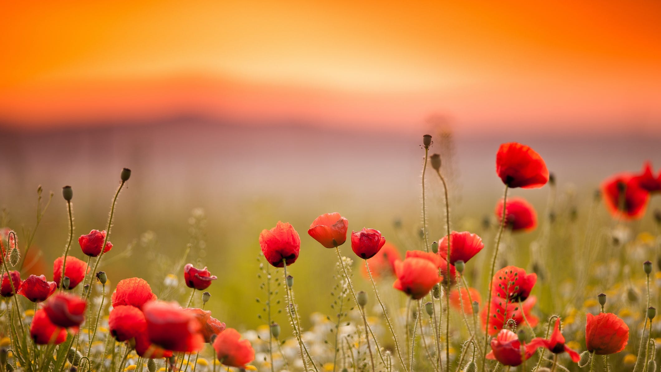 Memorial Day Poppies History Of The