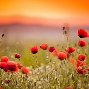 memorial day flowers