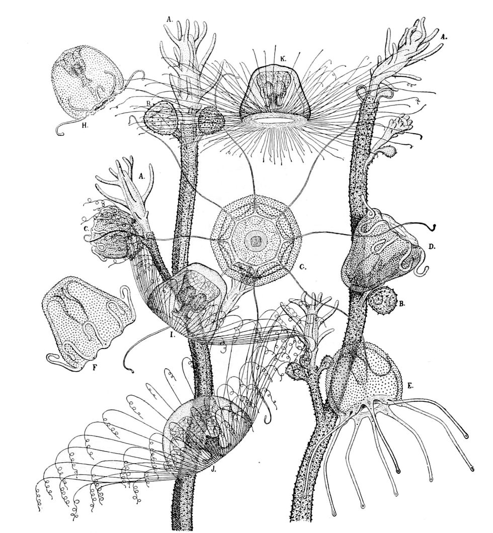 illustrations of the turritopsis nutricola jellyfish
