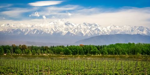 Mendoza, Argentina wine region