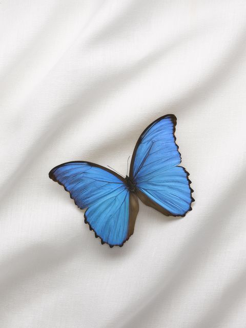 menelaus blue morpho butterfly