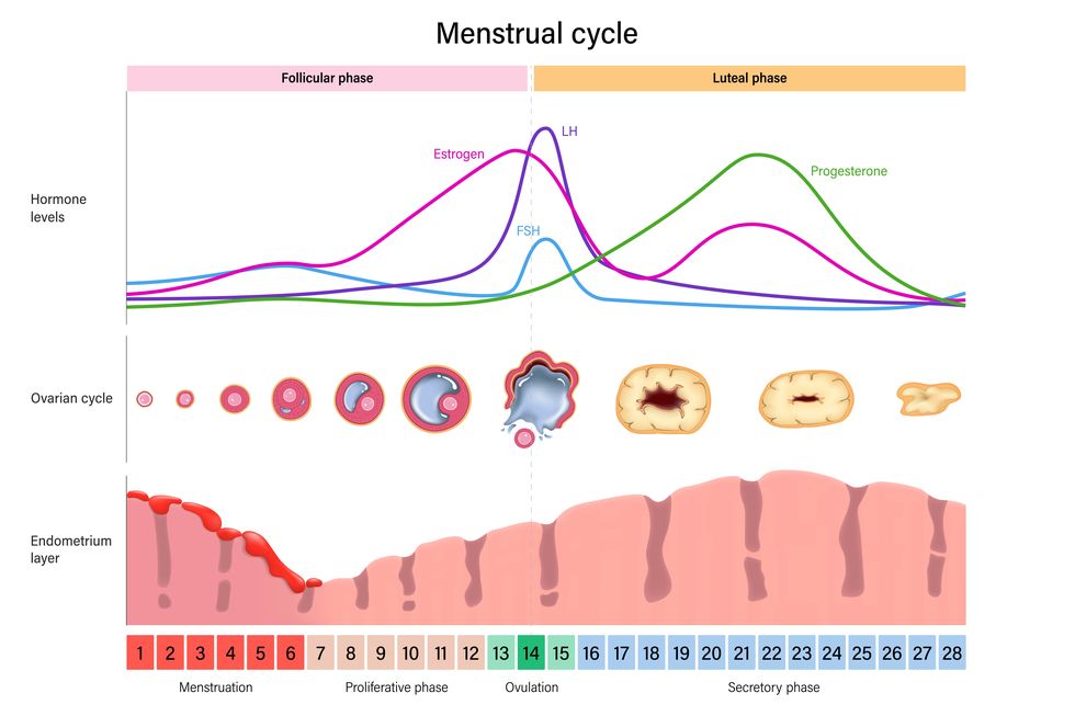 menstrual cycle hormone levels, ovarian cycle and endometrium layer menstrual, proliferative ovulation and secretory phases follicular phase, ovulation and luteal phase