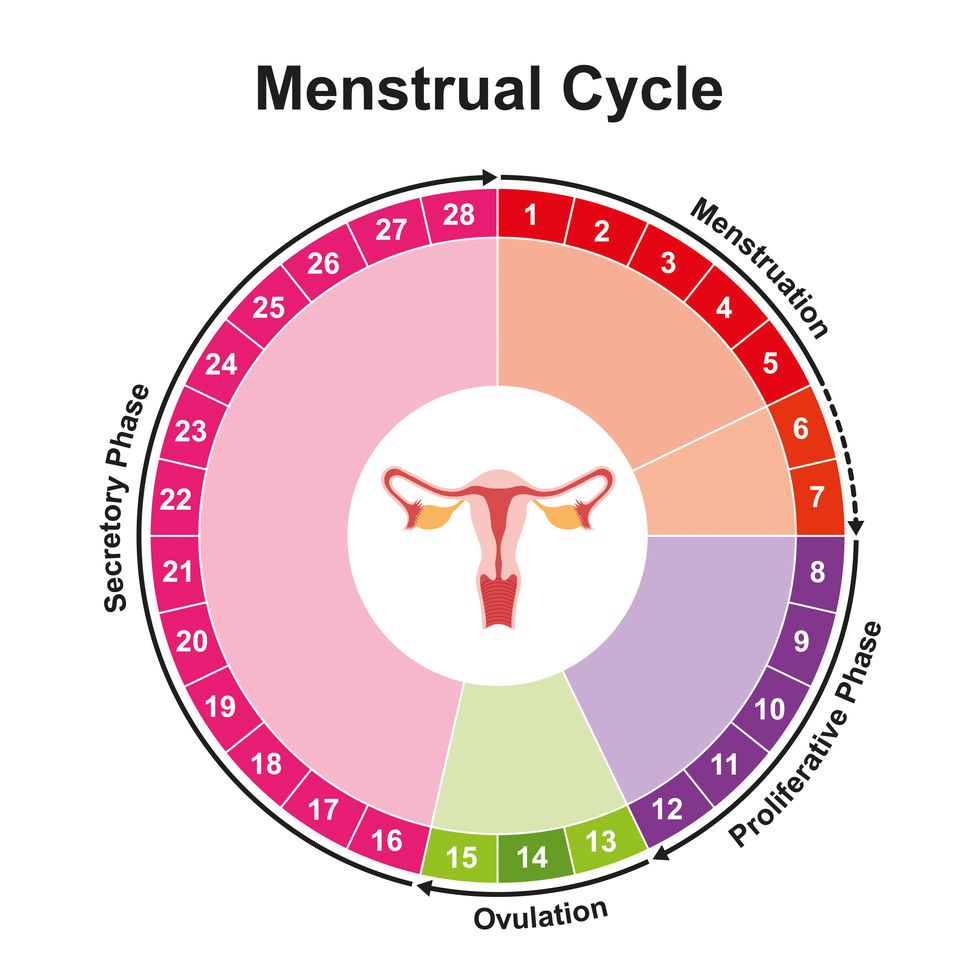 menstrual cycle, illustration