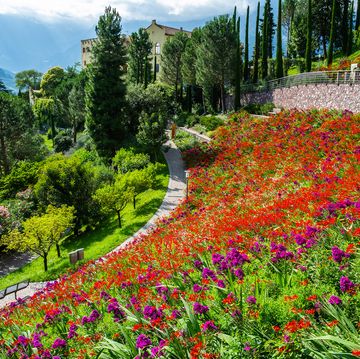 merano, south tirol, italy   july 4, 2016 view of terraced botanical gardens of trauttmansdorff castle in merano, italy view with people in summer