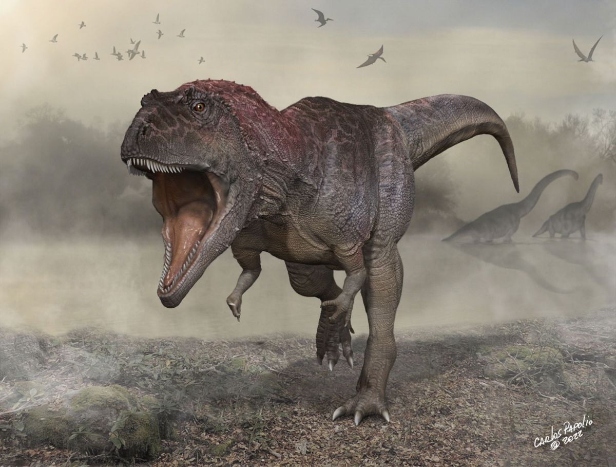 Meraxes gigas een reusachtige op twee poten lopende dinosaurus die zon 100 miljoen jaar geleden in Argentini leefde had kleine armen vergeleken met zijn enorme lijf en kop Hij lijkt qua lichaamsbouw op de Trex die pas tientallen miljoenen later ten tonele zou verschijnen