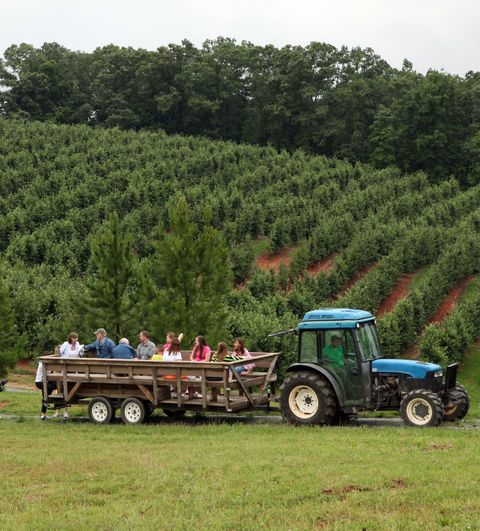 tractor pulling a big wagon with people in it alongside an apple orchard