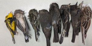 bird deaths
