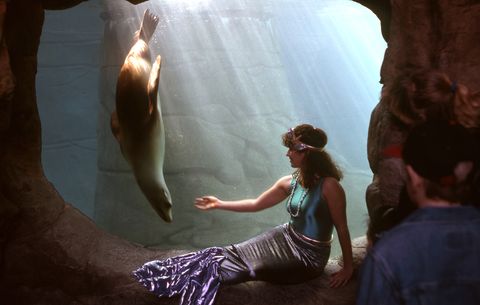 mermaid with seal at newport aquarium