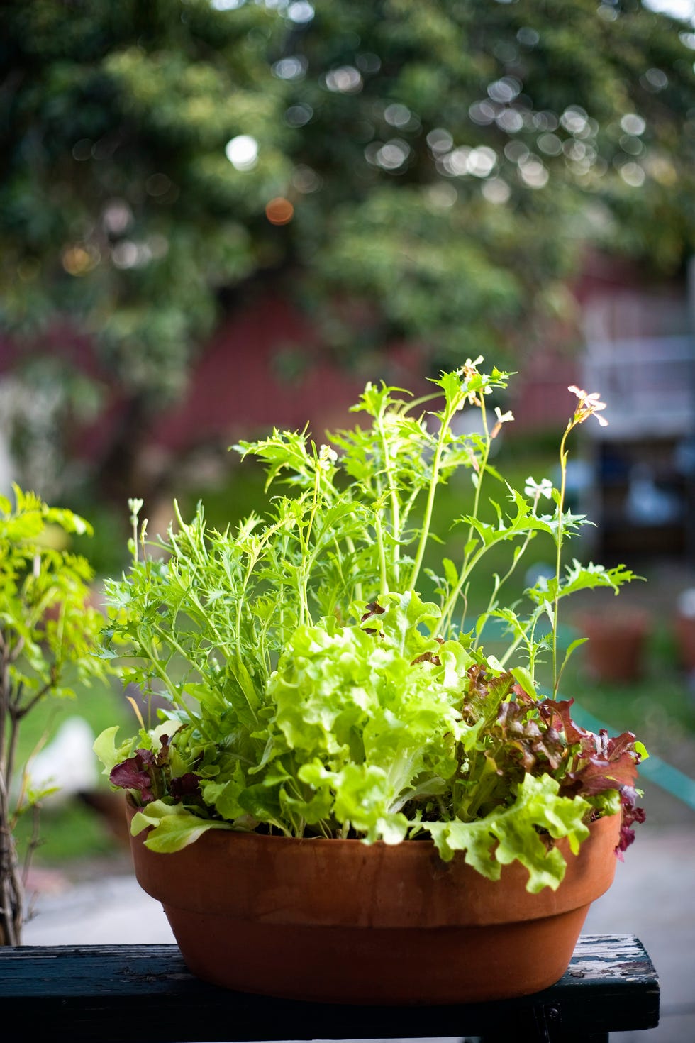 mesclun lettuce growing in pot