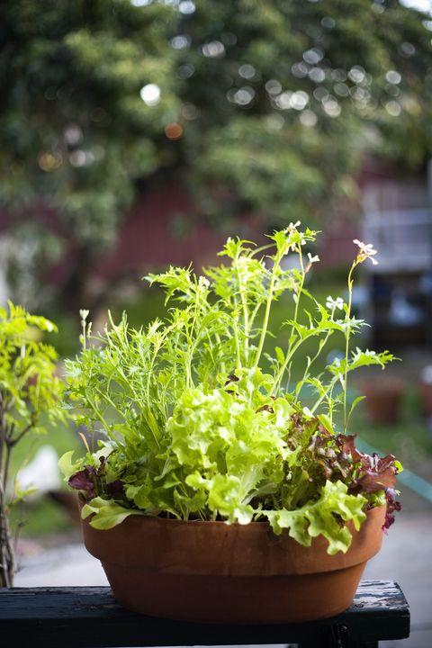 mesclun lettuce growing in pot
