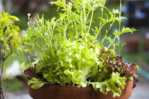 Mesclun greens in flower pot