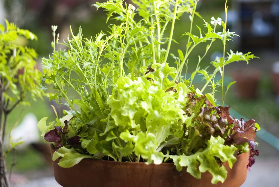 Mesclun greens in flower pot