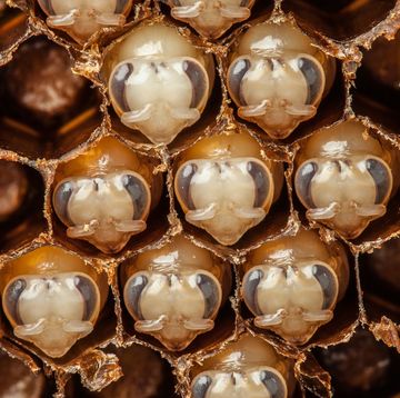 larven van de honingbij ontwikkelen zich binnen in de cellen van een honingraat tot volgroeide bijen