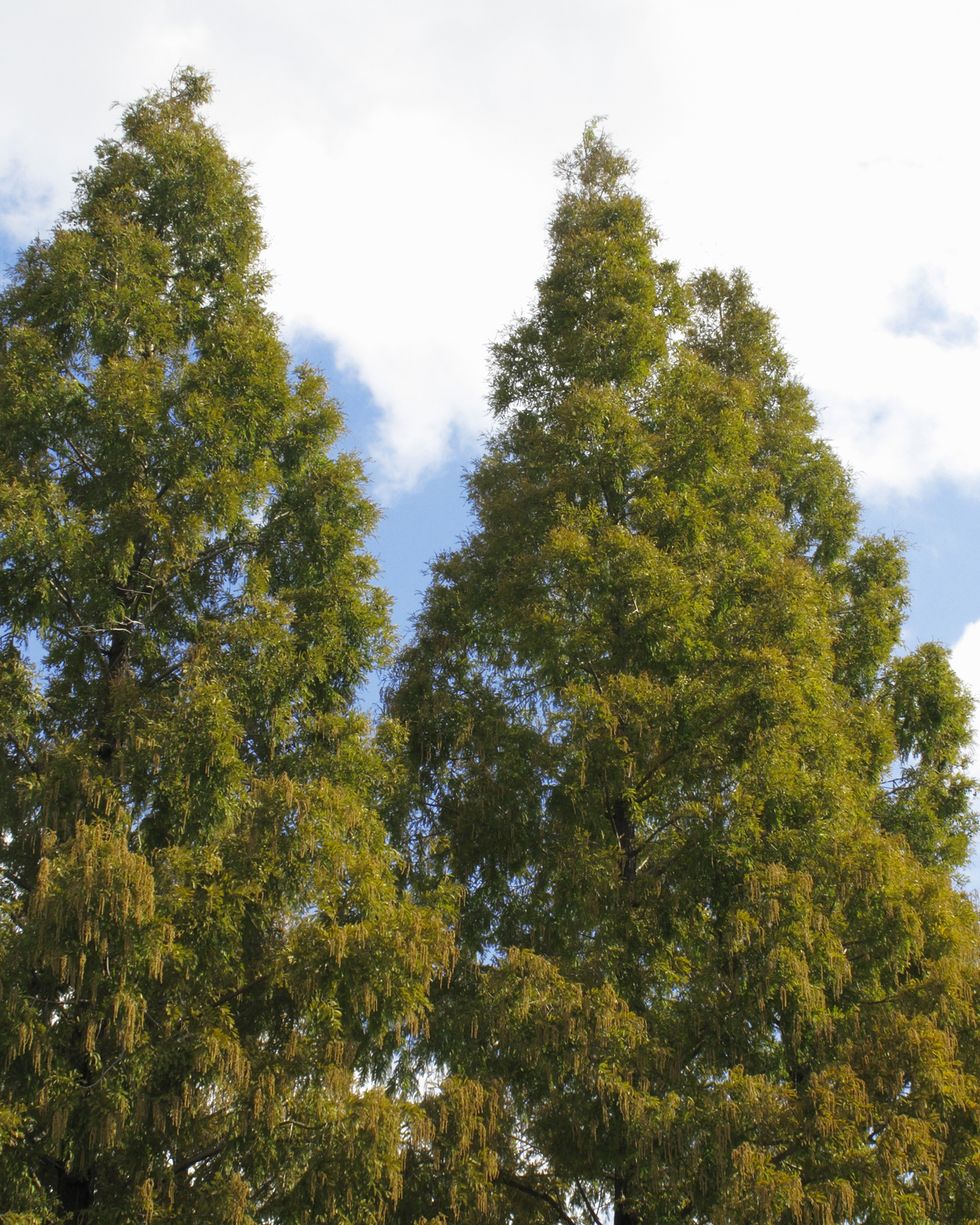 Metasequoia - dawn redwood tree