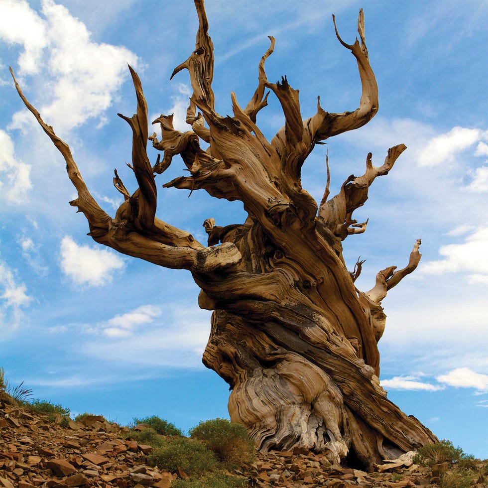 methuselah tree
