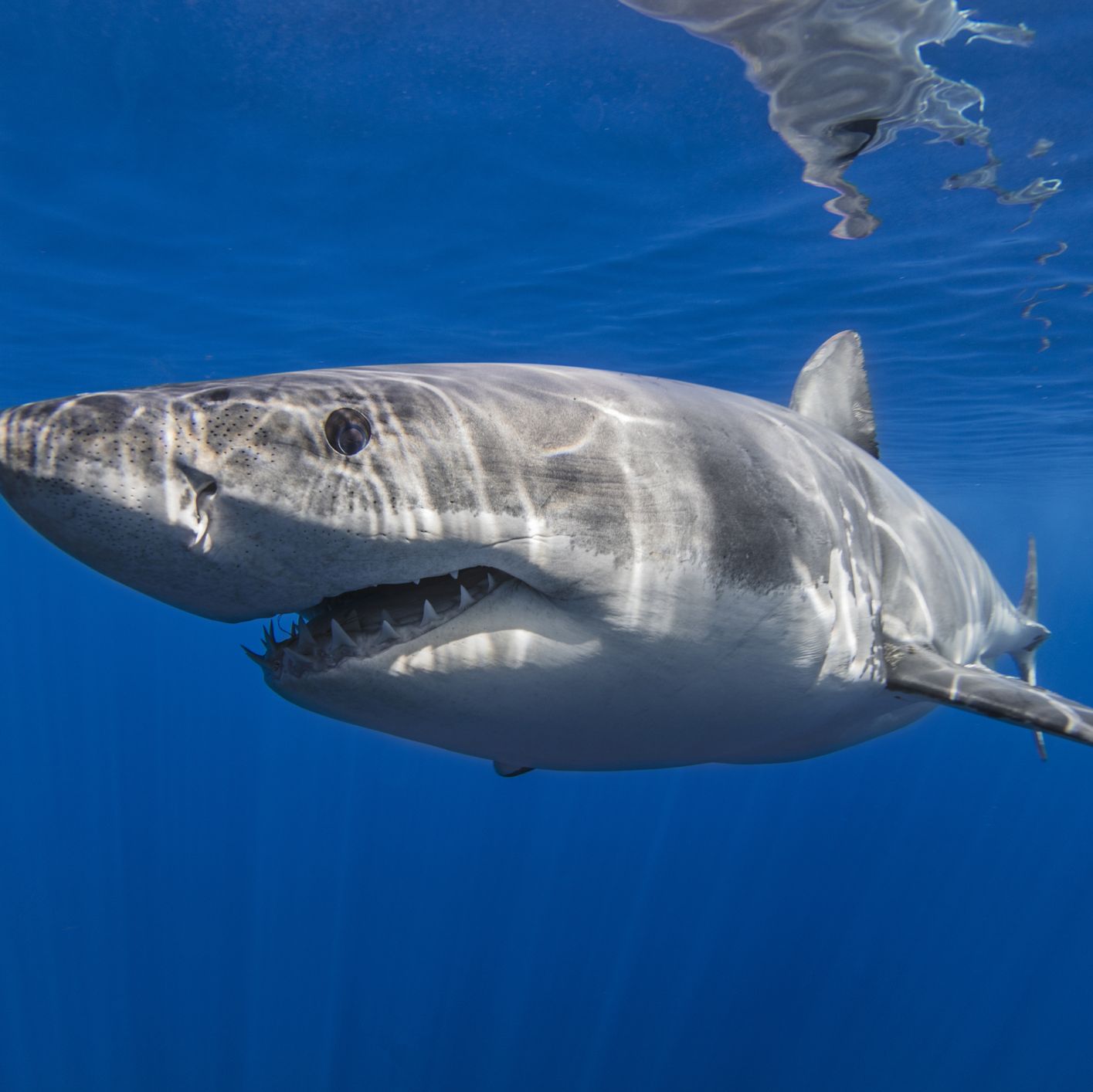 great white shark side view attack