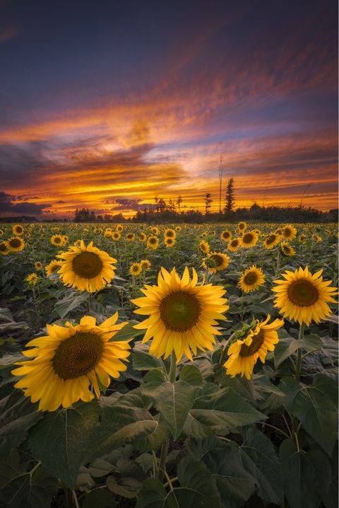 field of sunflowers with a colorful sunset in background
